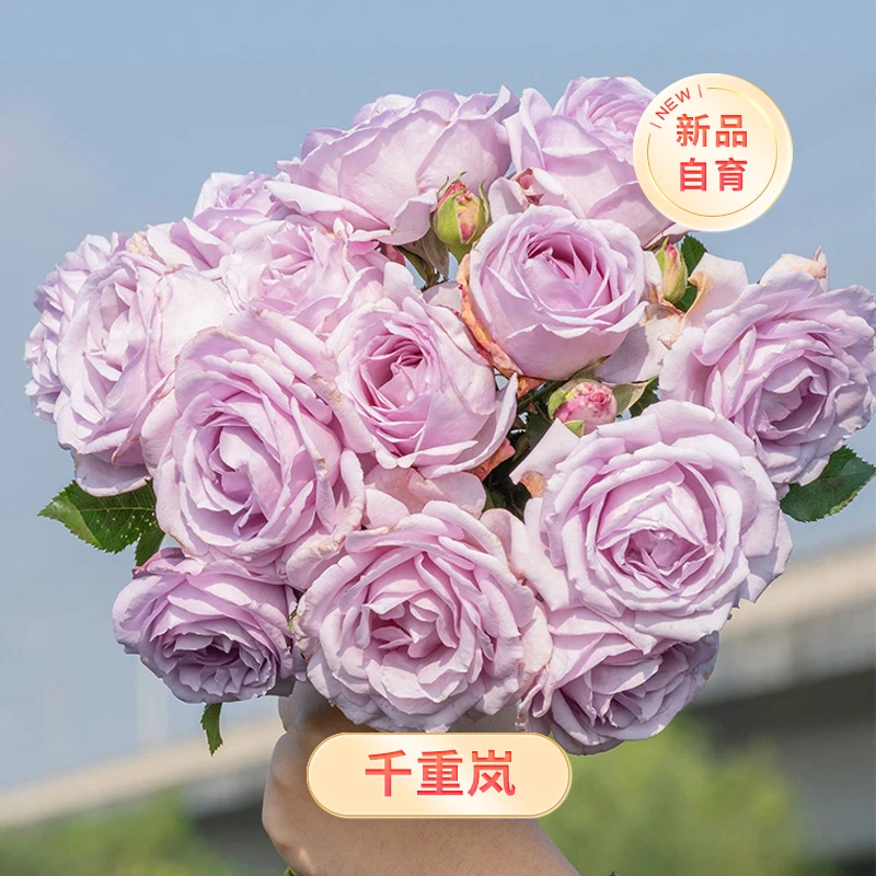 天狼 千重岚 自育丰花新手易养庭院花园观赏花卉盆栽苗