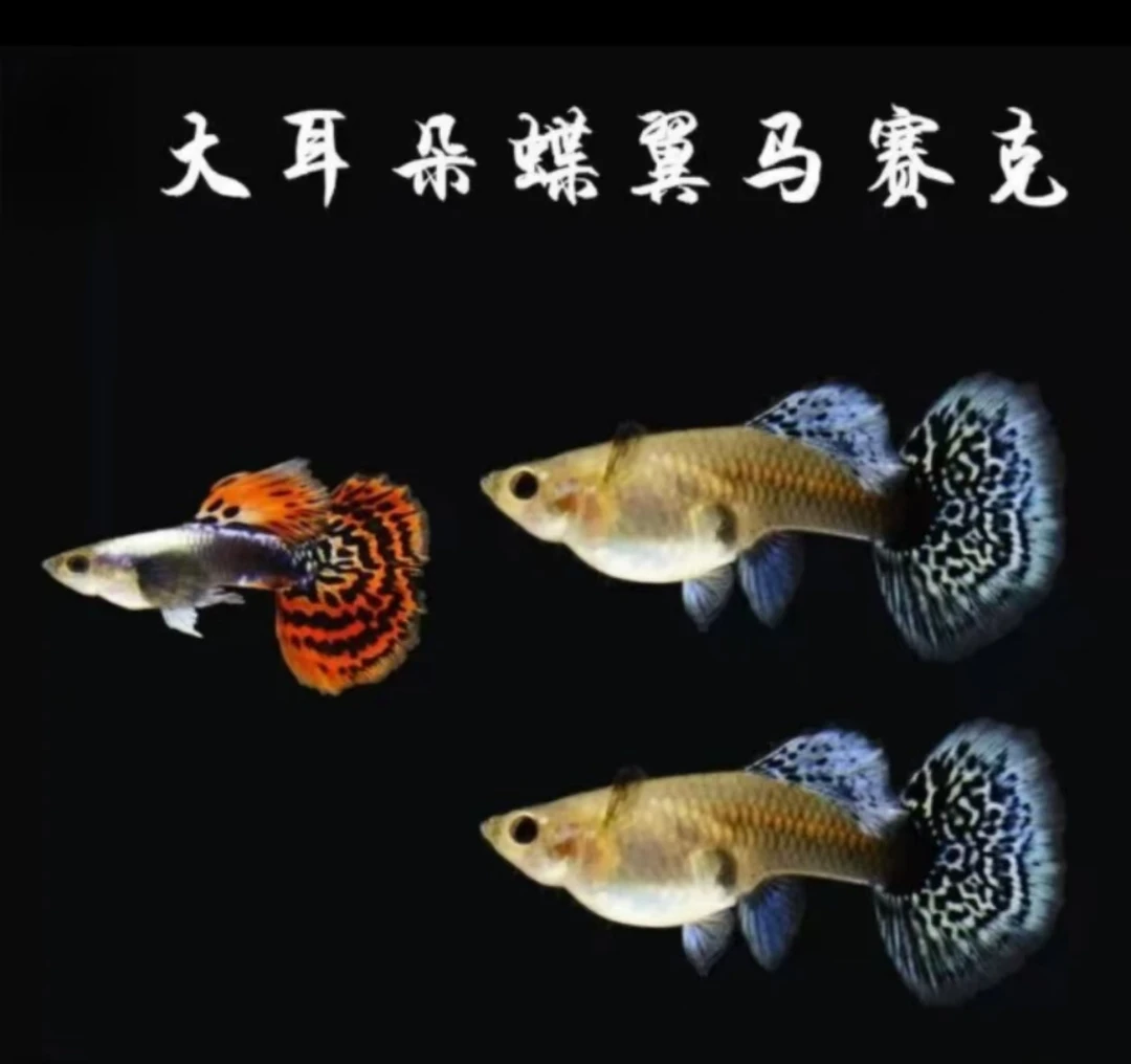 精品大耳马赛克淡水孔雀观赏鱼可繁殖热带鱼