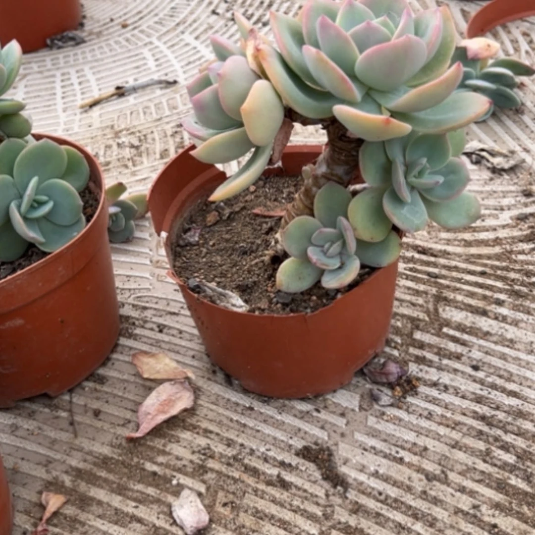 【闪购商品】夏*白凤