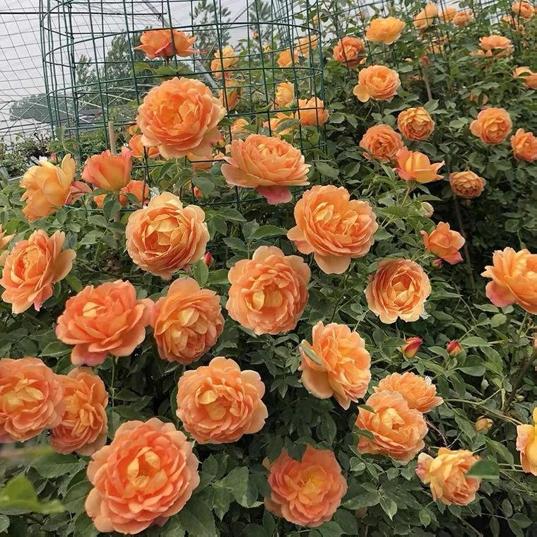 【1米5大苗】夏洛特夫人蔷薇花苗藤本月季特大花爬藤植物四季开花卉