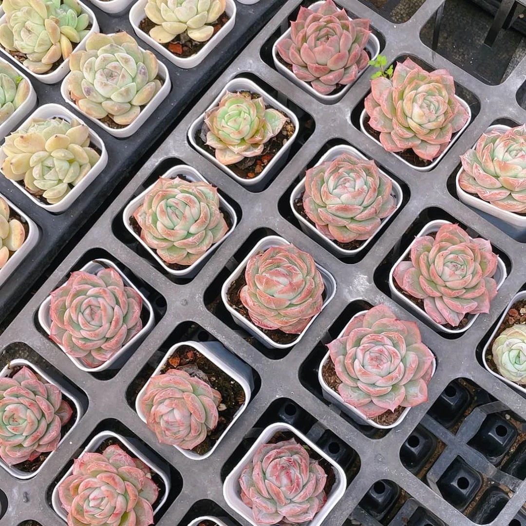 普货粉恋二盆满25包邮