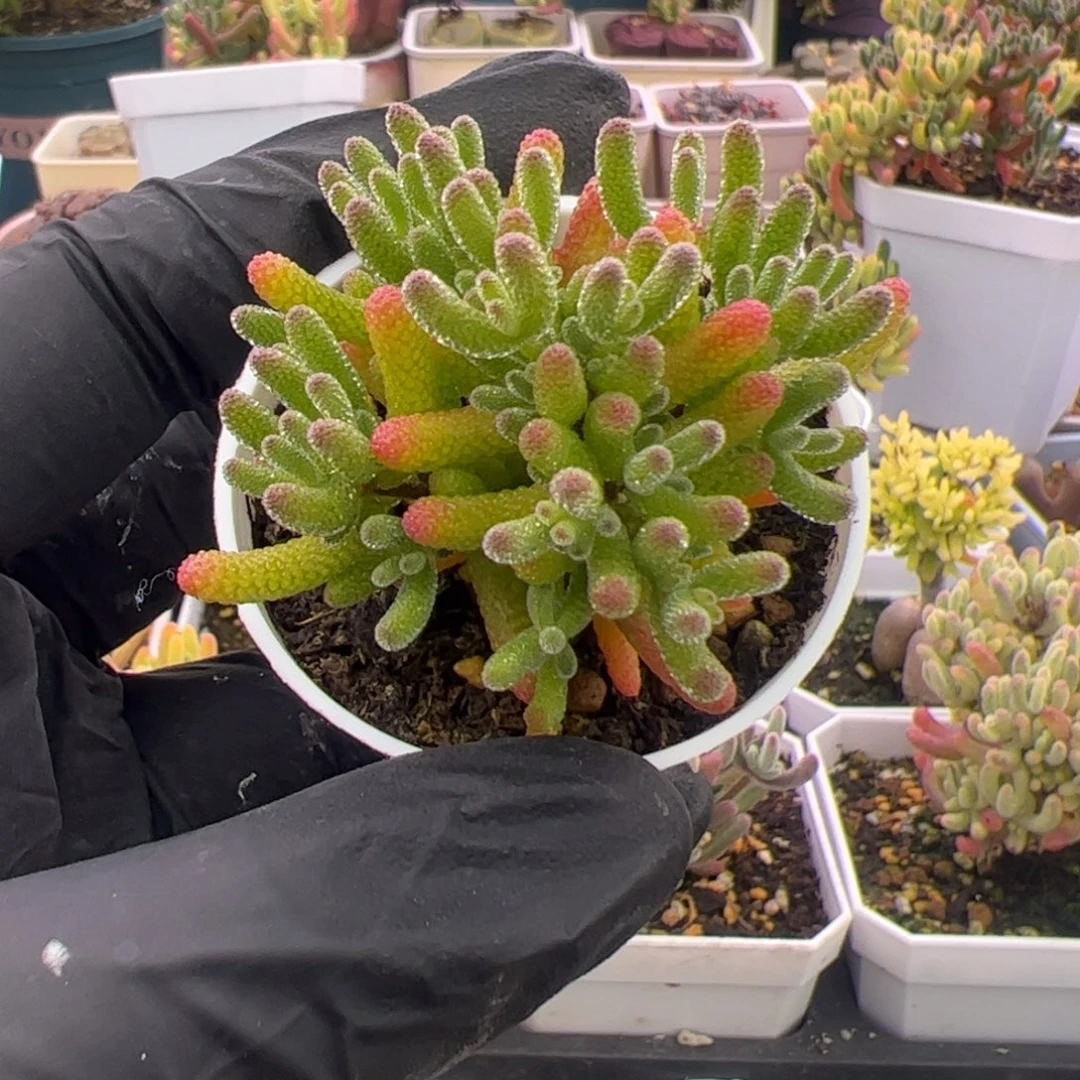 梨***濯多肉植物枝干米冰