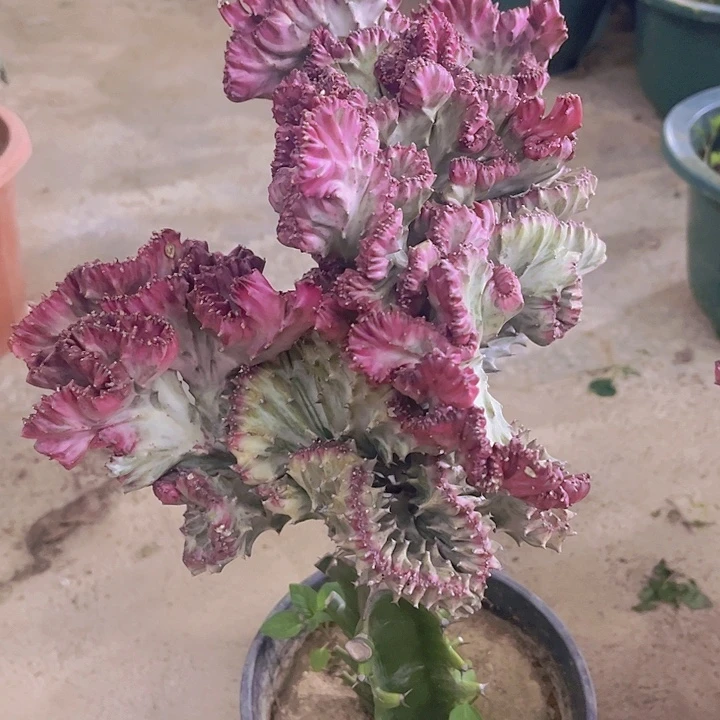 大戟科植物多肉彩麒麟40