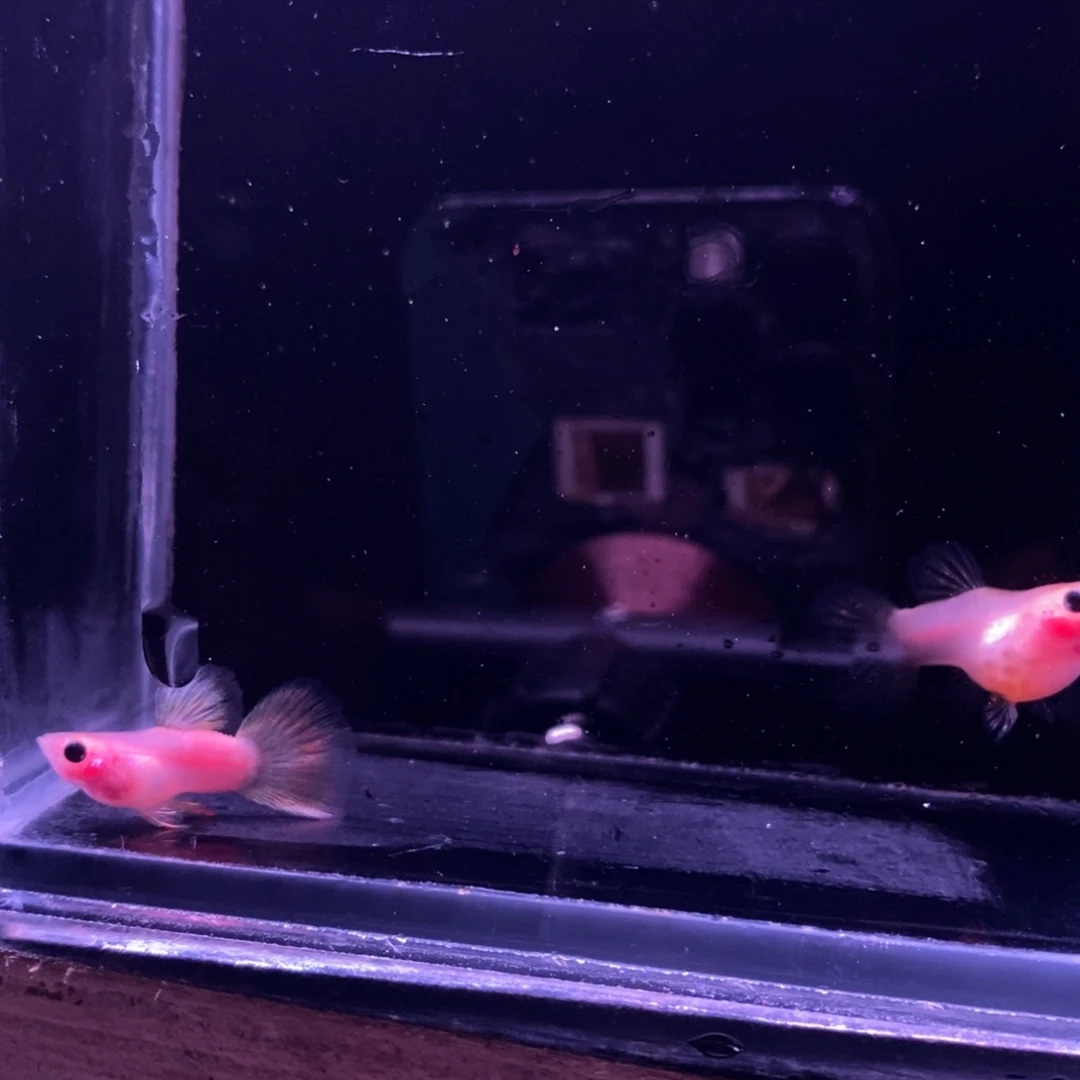 孔雀鱼玻璃猫一对