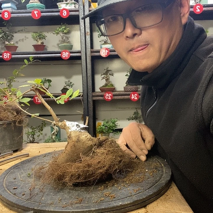 自***法无花朵小叶榔榆一个