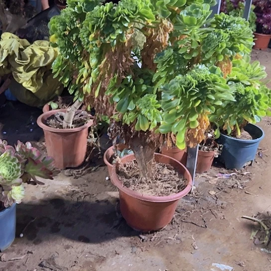 用***7多肉植物一个法师