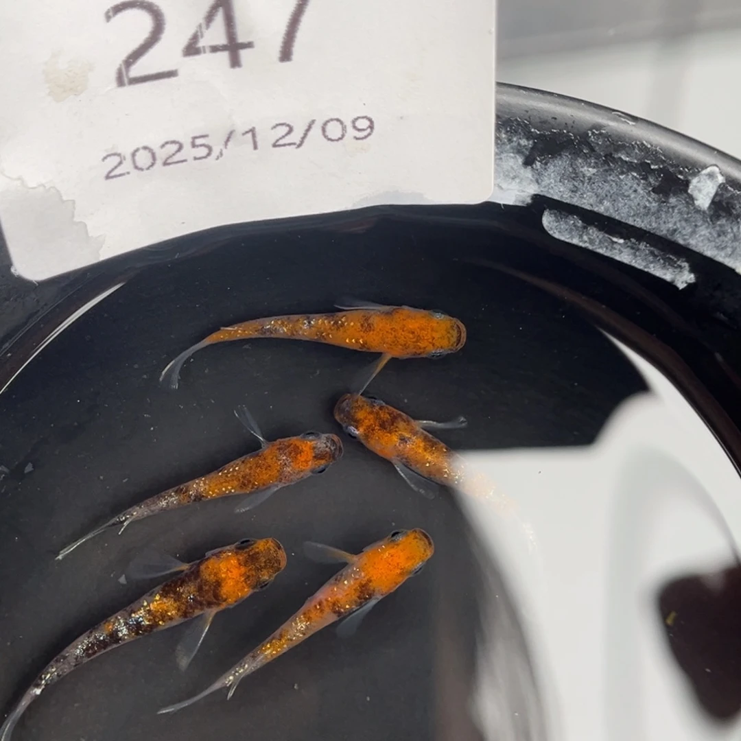 青鳉鱼247lu04五尾