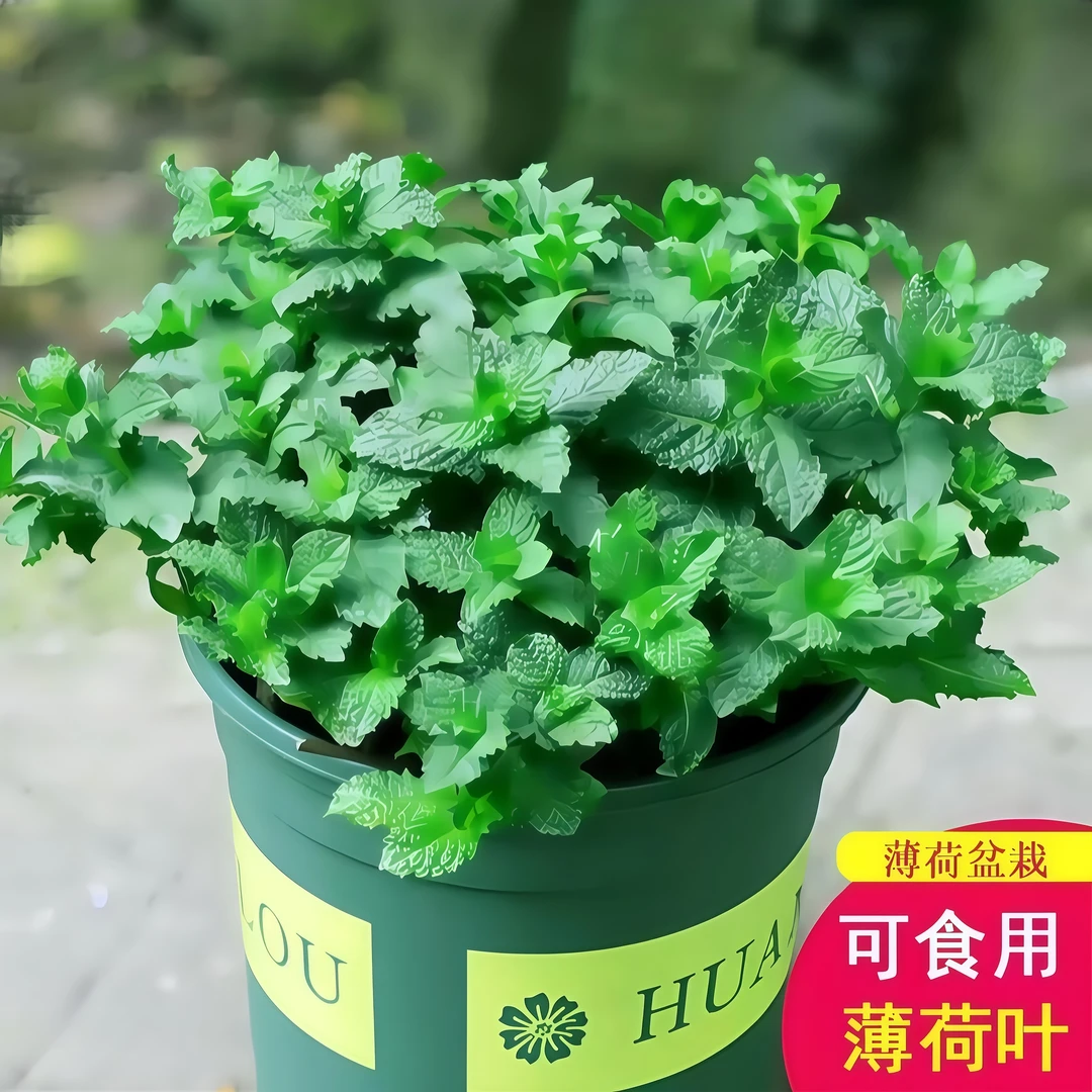 薄荷盆栽新鲜薄荷苗阳台观赏绿叶庭院绿植苗可食用多年生迷迭香