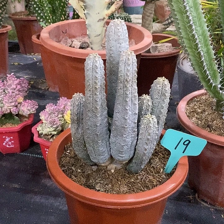 水泥一物一拍一棵