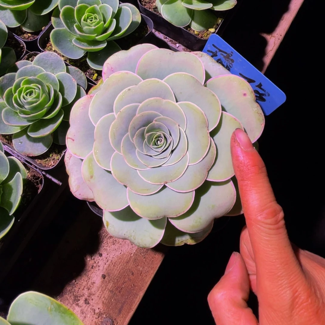 蛋****蛋琉璃986多肉植物花卉