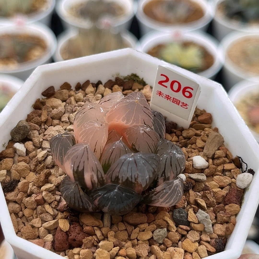 206龙爪玉露锦福利福利