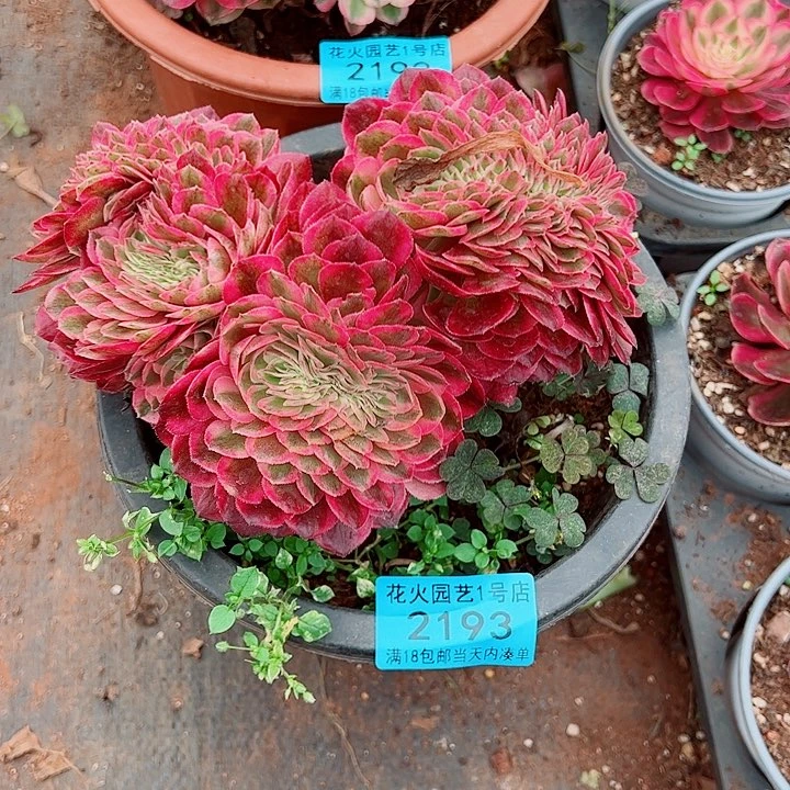 荔枝缀2193多肉植物