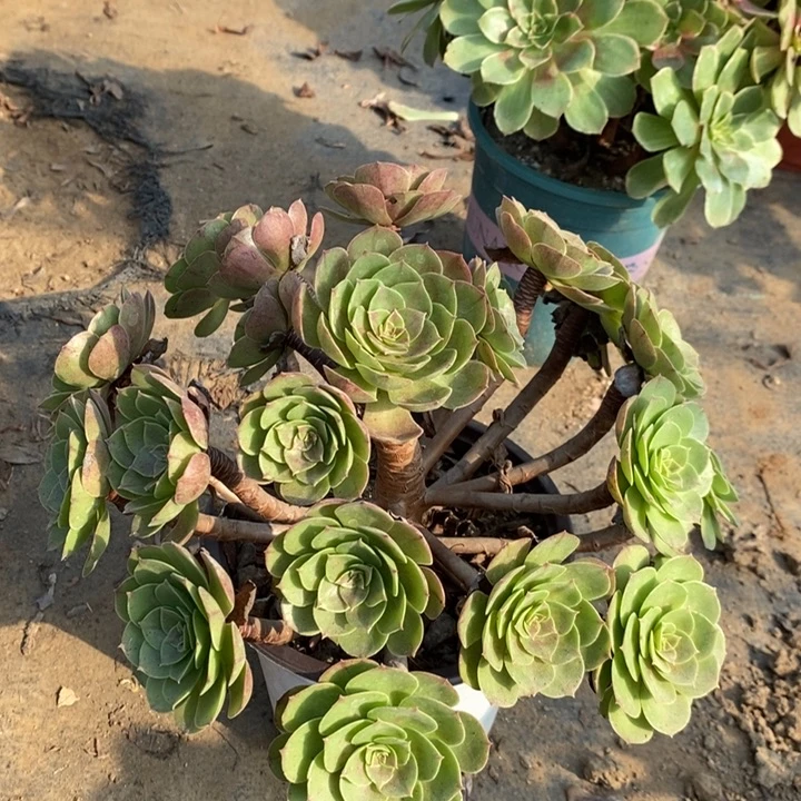 万圣节多肉植物32