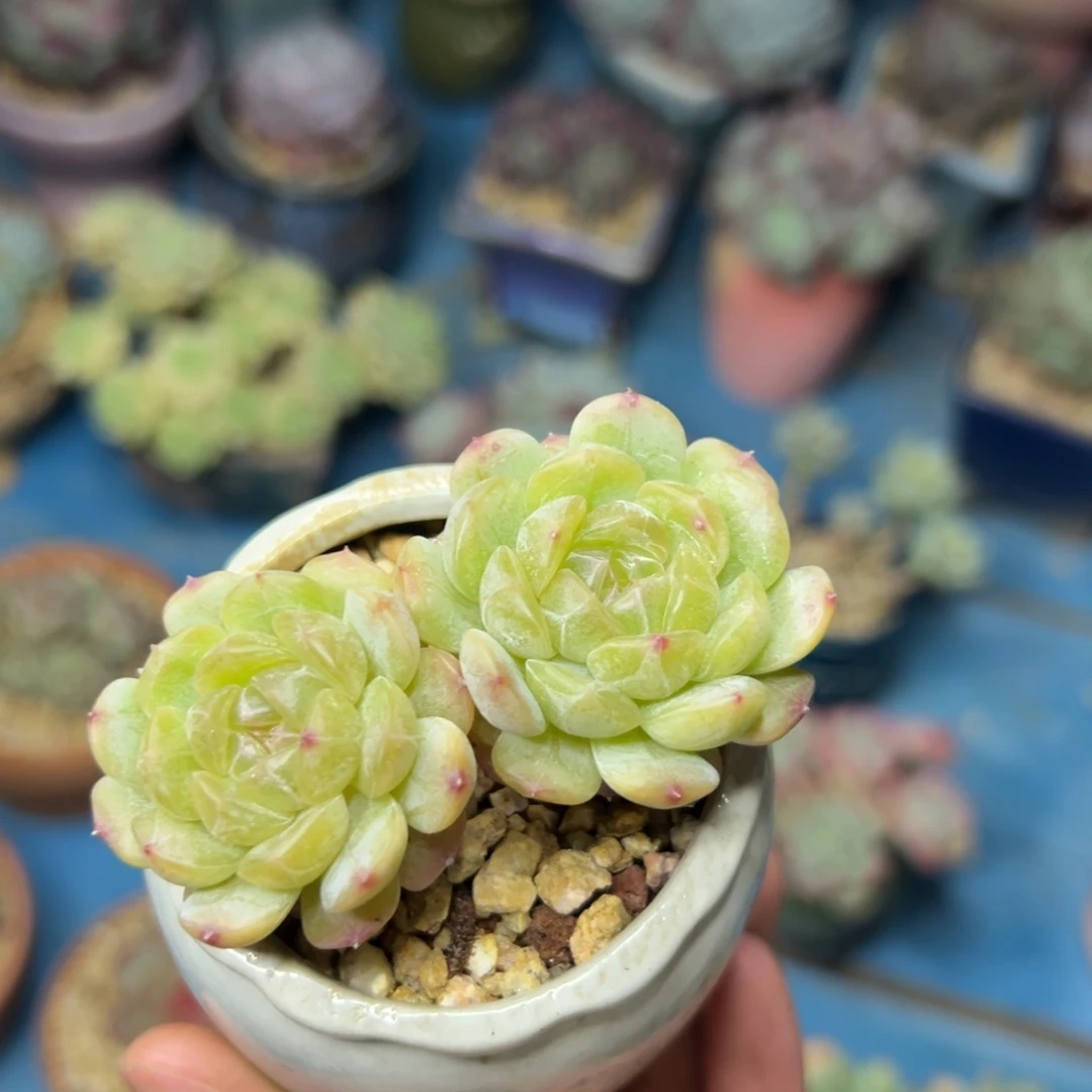 多肉植物一物一拍（15号）