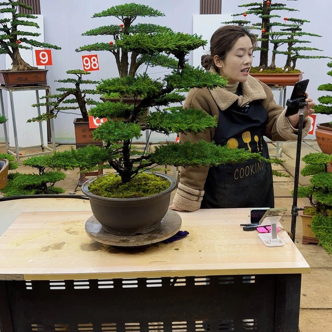 盆景直播间一物一拍