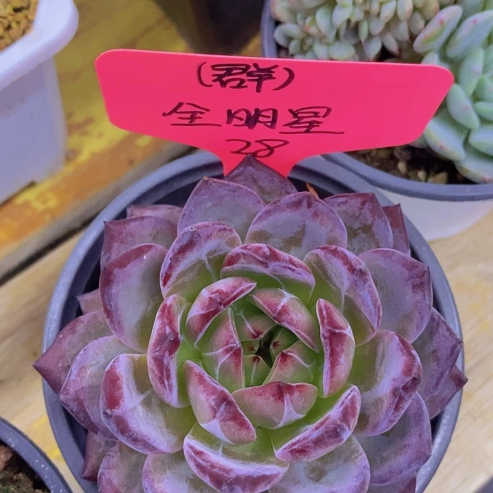 开心多肉，一物一拍