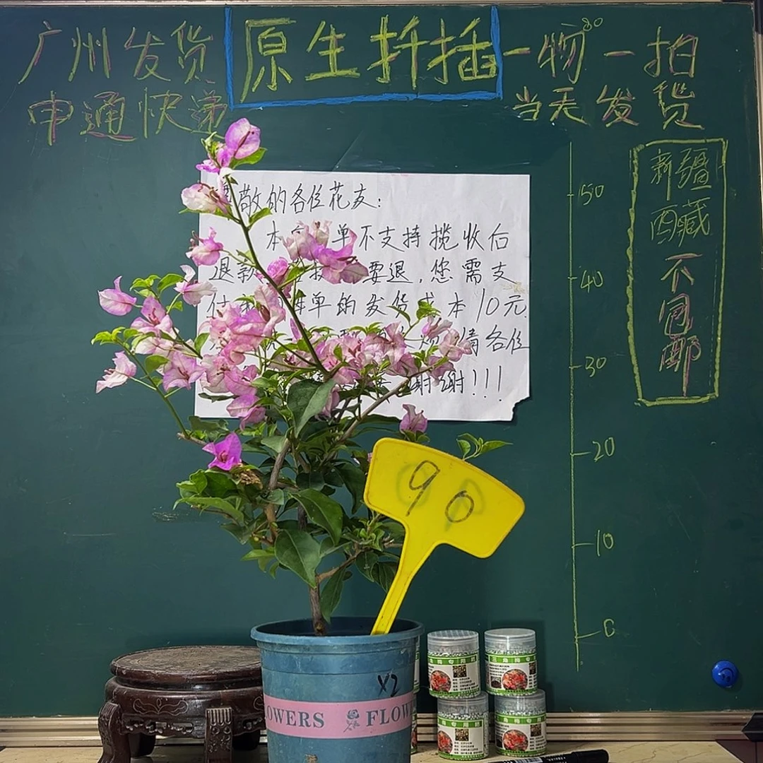 当前无花栽培后可以开花 绿叶雪紫 90