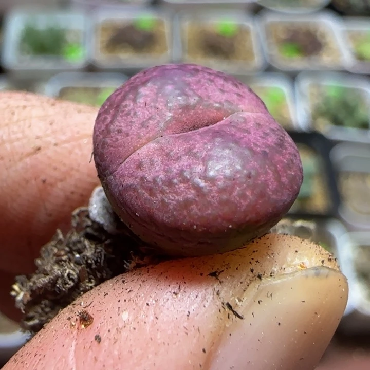 杂交漂亮多肉植物153