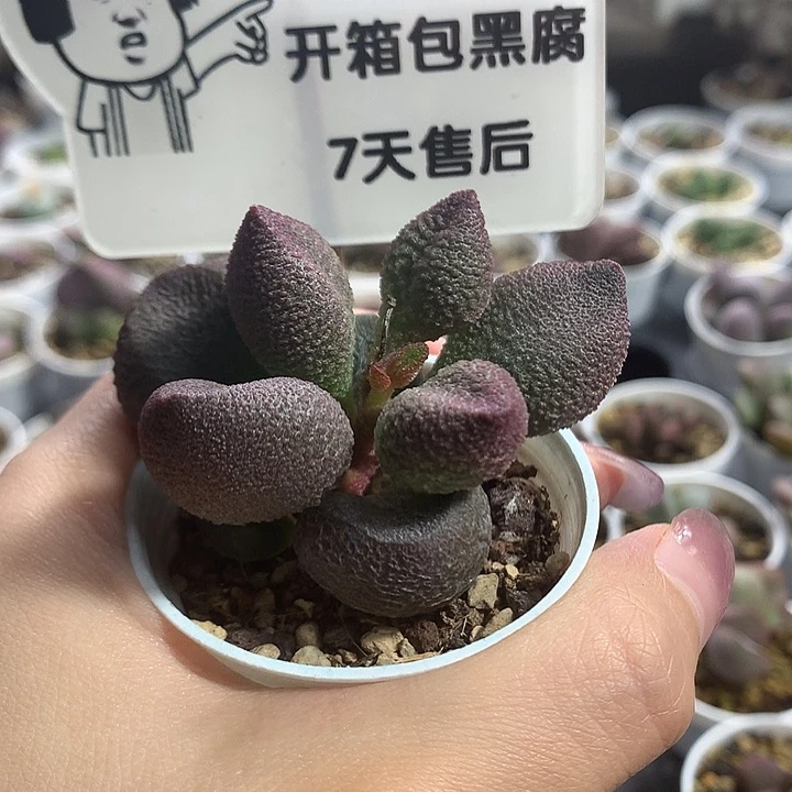 水蜜桃—-专拍专拍专拍