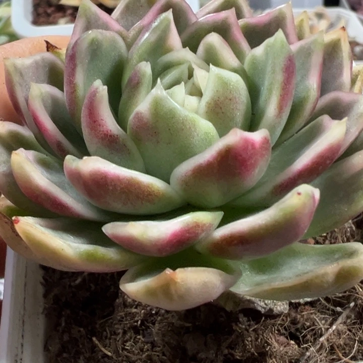 紫水晶锦多肉植物1075