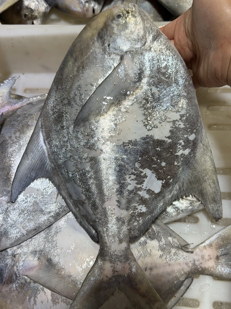 冰鲜 石浦海鲜 长鳞鲳鱼
