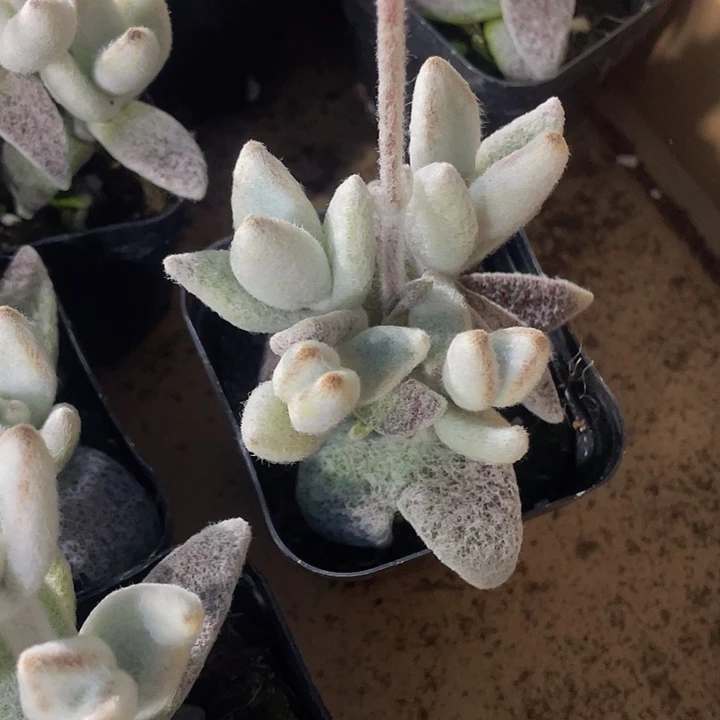 小白兔2.8带盆土发