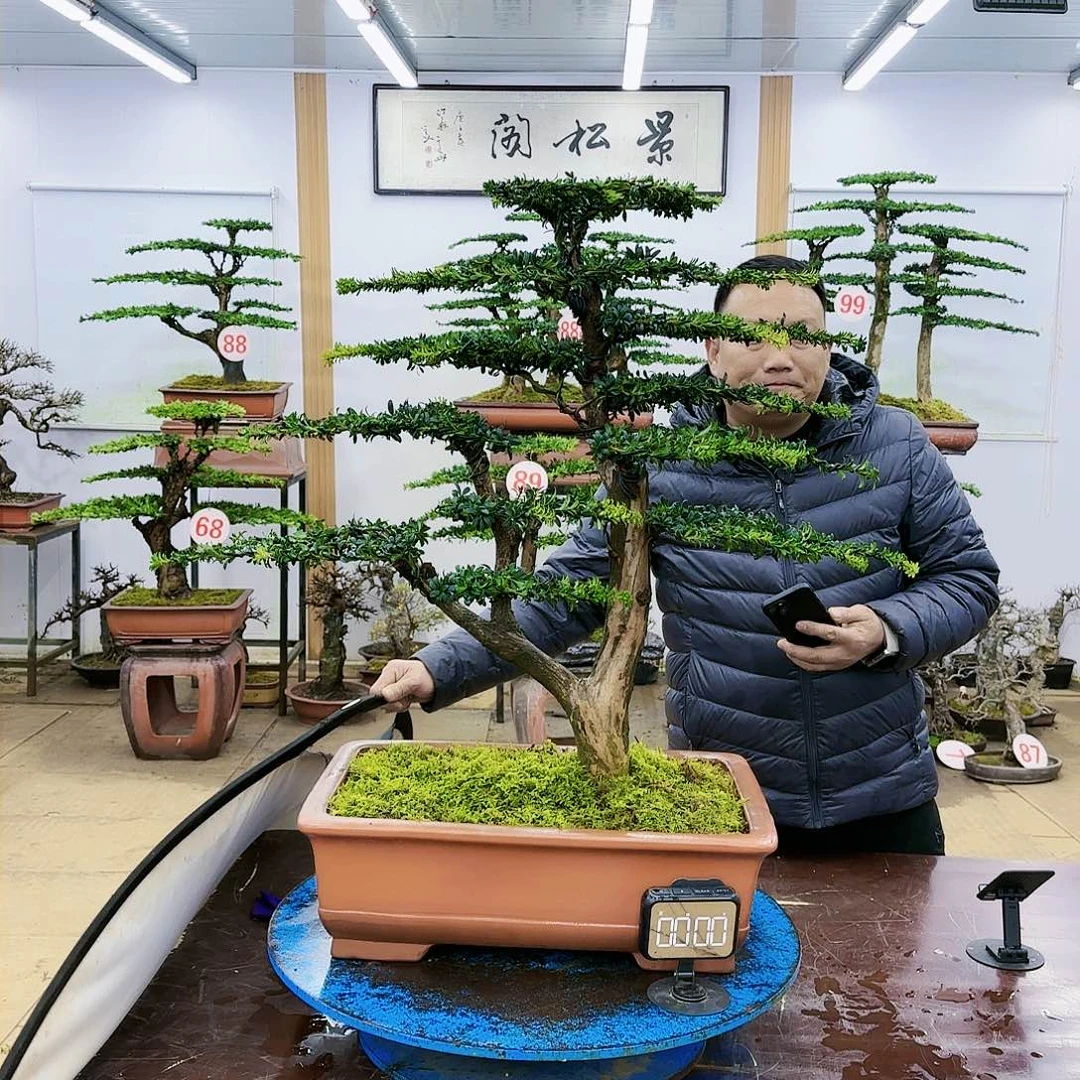 盆景欢迎大家一起来捡漏