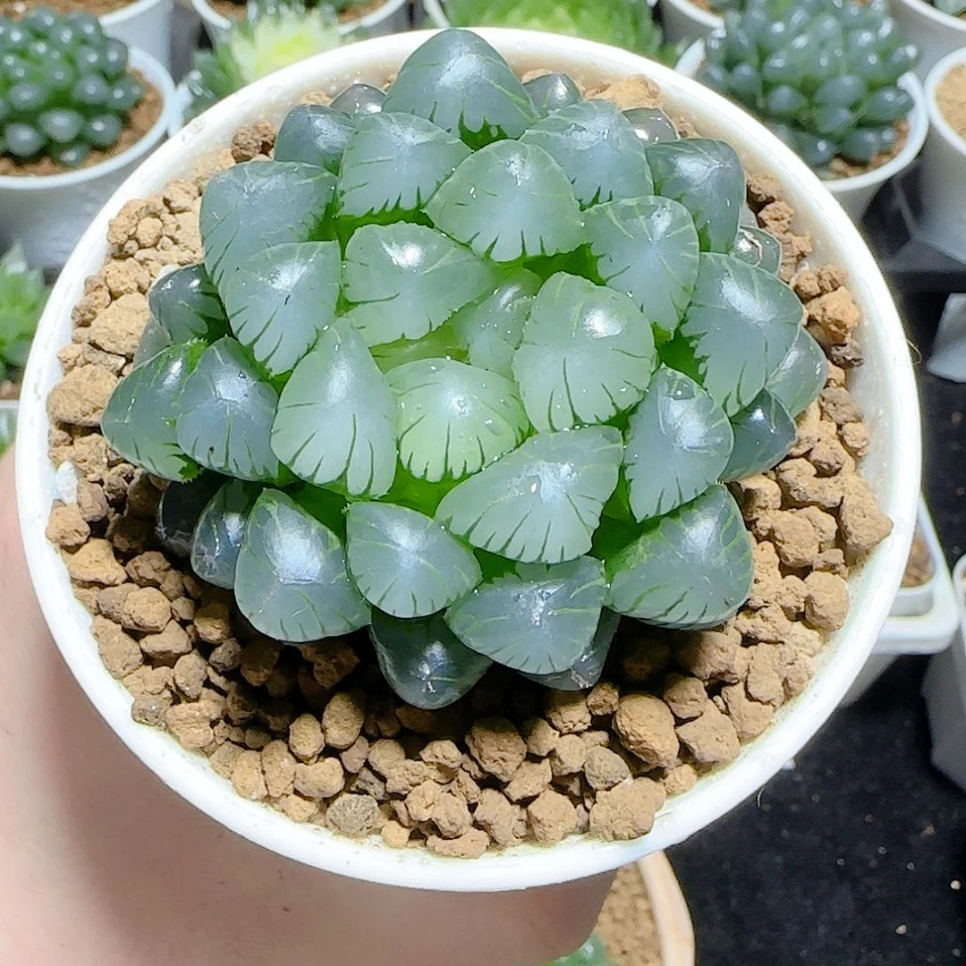 上****）万象盆冰灯玉露一物一拍