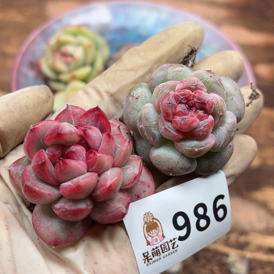 多肉植物多肉植物