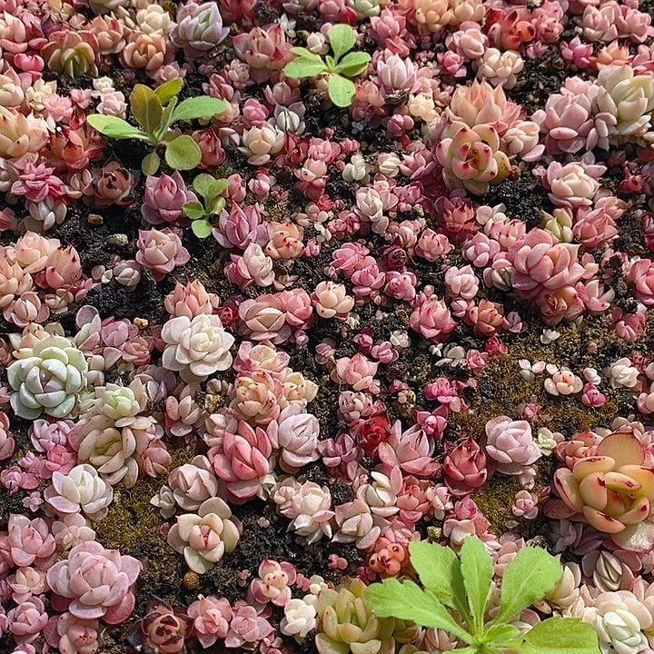 36 多肉植物盆栽花卉植物