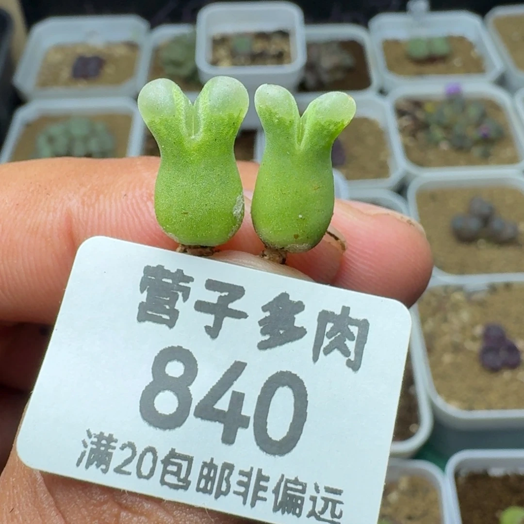 27214奶瓶两颗。