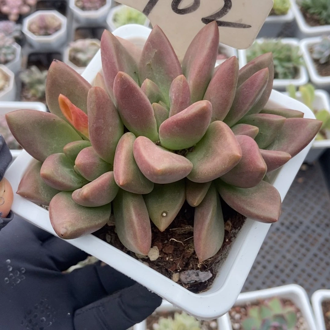 902桃花源多肉植物保护