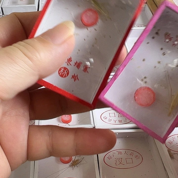 一个柬埔寨➕一只紫竹