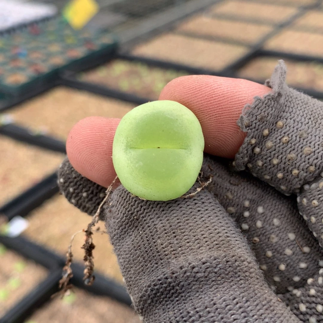 ?***?a827紫皮拉登母本