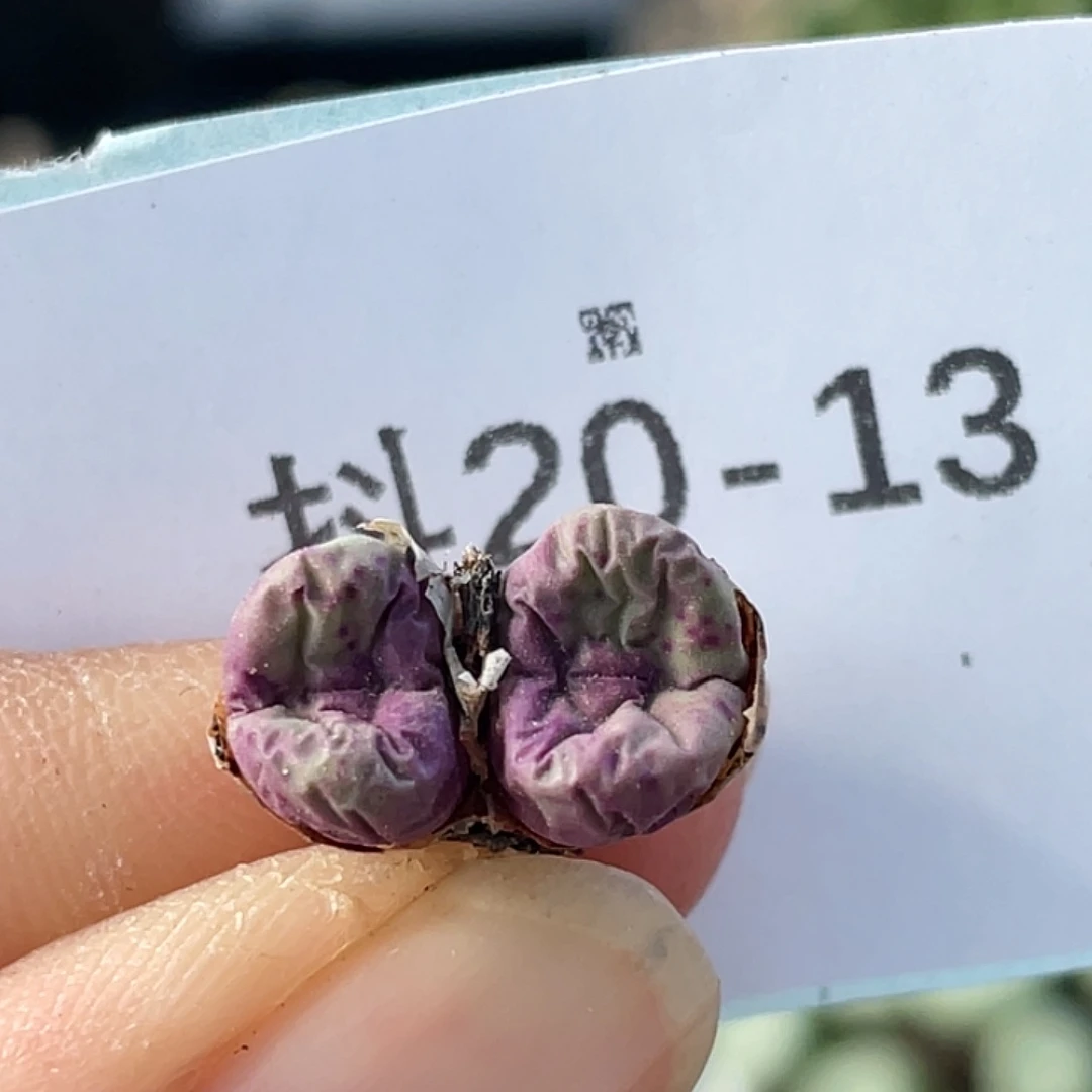 20-13嘴多肉植物肉锥