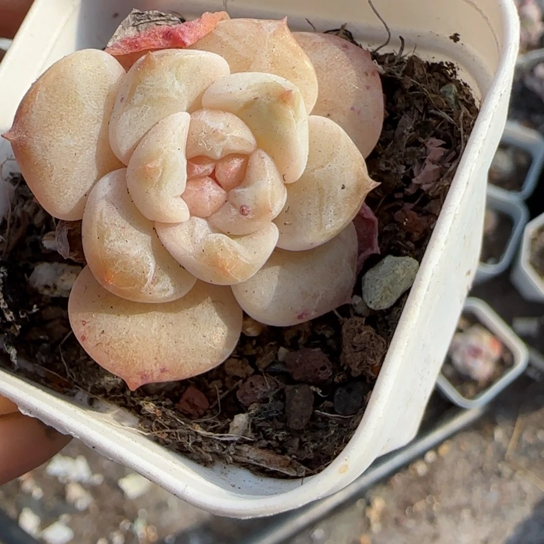 小卡拉米糖心一物一拍