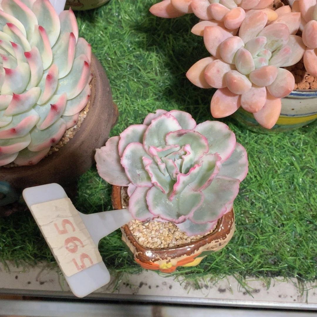 嗯*怪伯克利锦多肉植物62727