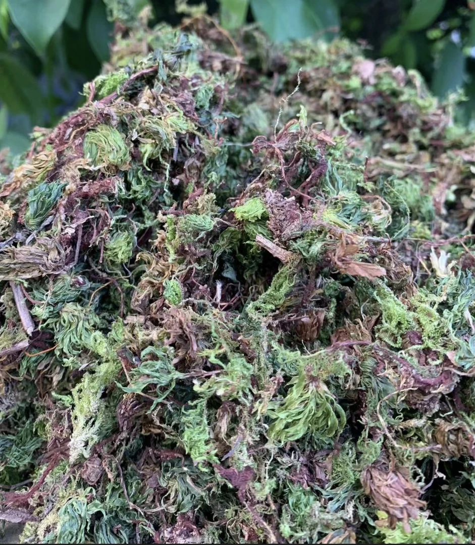 大山山货【回心草】土特产