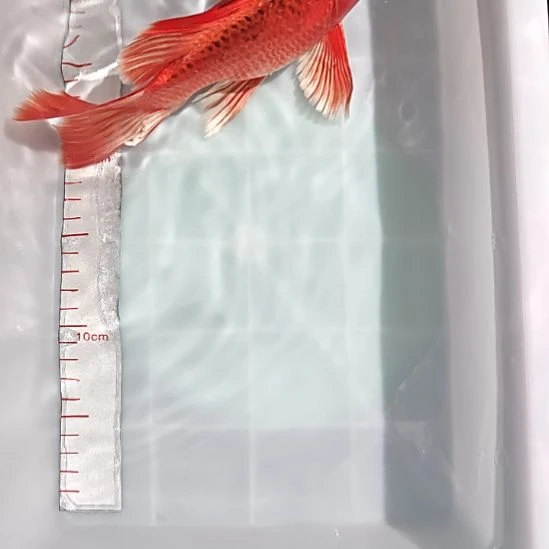 中国大陆冷水观赏鱼蝴蝶鲤