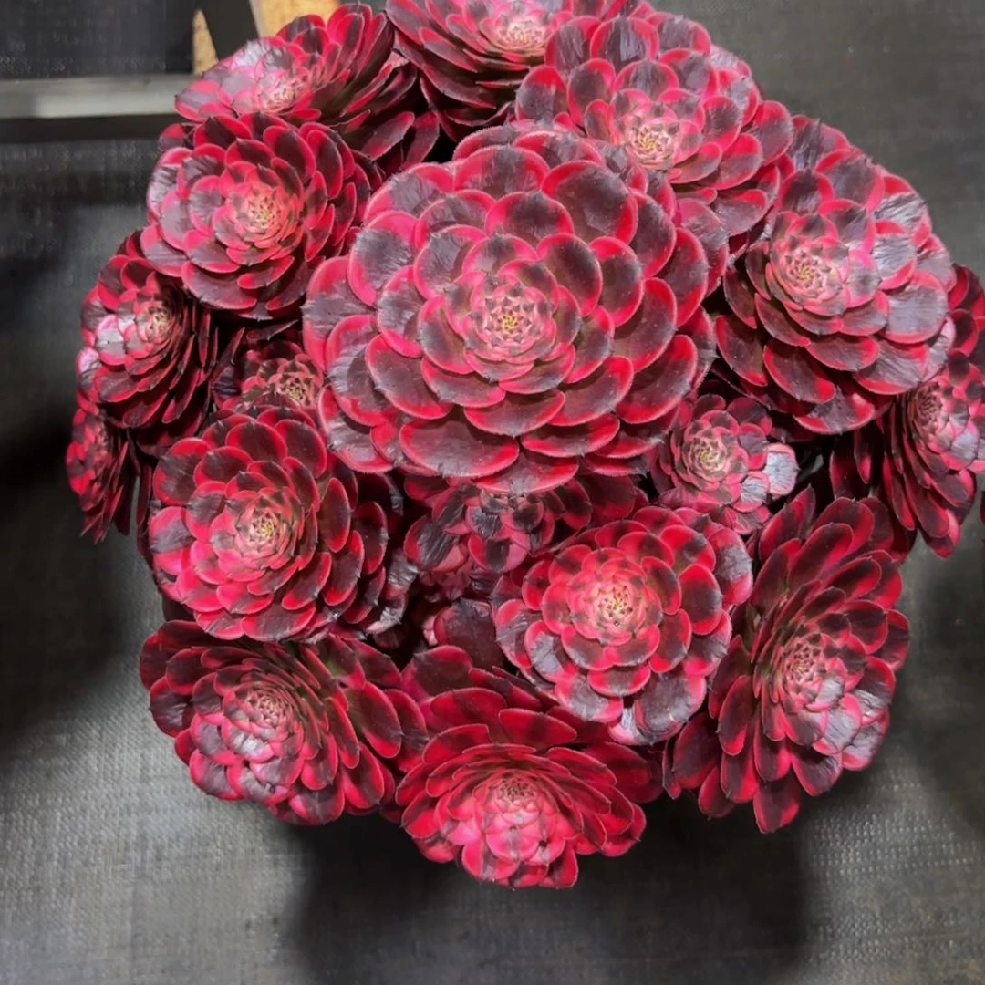 萍*姐霁月精品法师