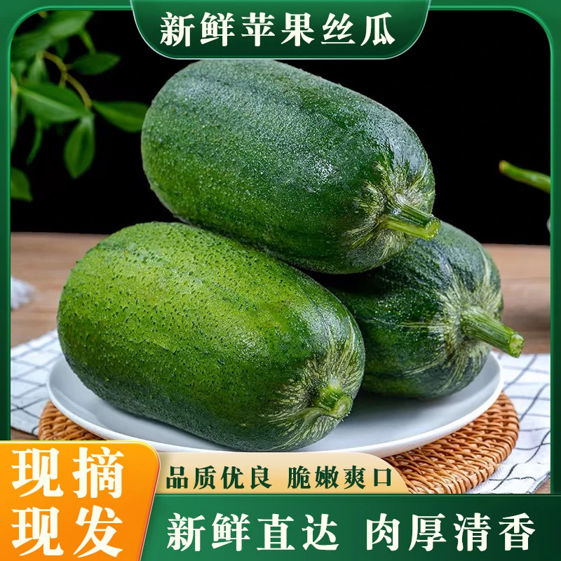 现摘现发苹果丝瓜四川新鲜直达翠嫰清甜当季特菜肉丝瓜爆炒凉拌