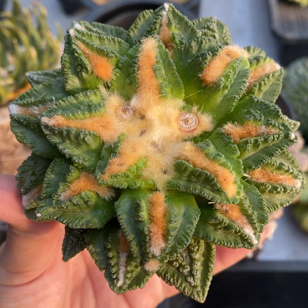 10公分实生辛顿福利