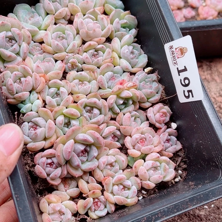 齐***果多肉植物多肉植物