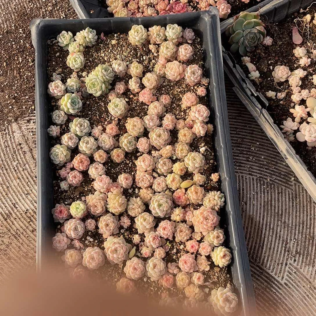 遗***猫089。 定。