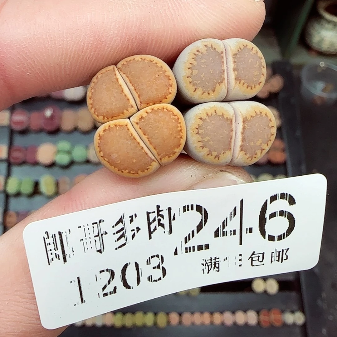 满满18包邮1203-246