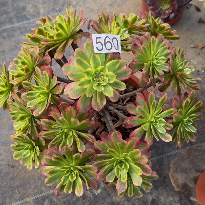 0000000000560舞天姬