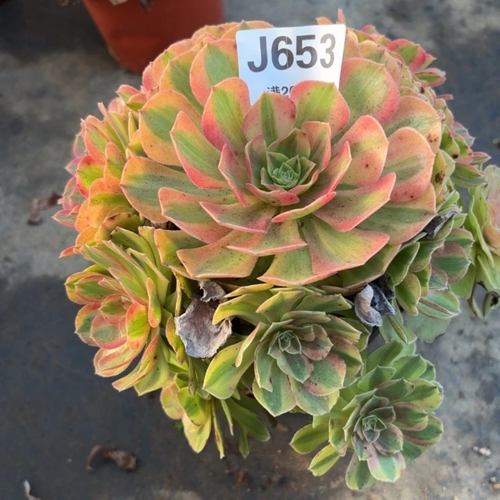 瑞妈多肉植物653.