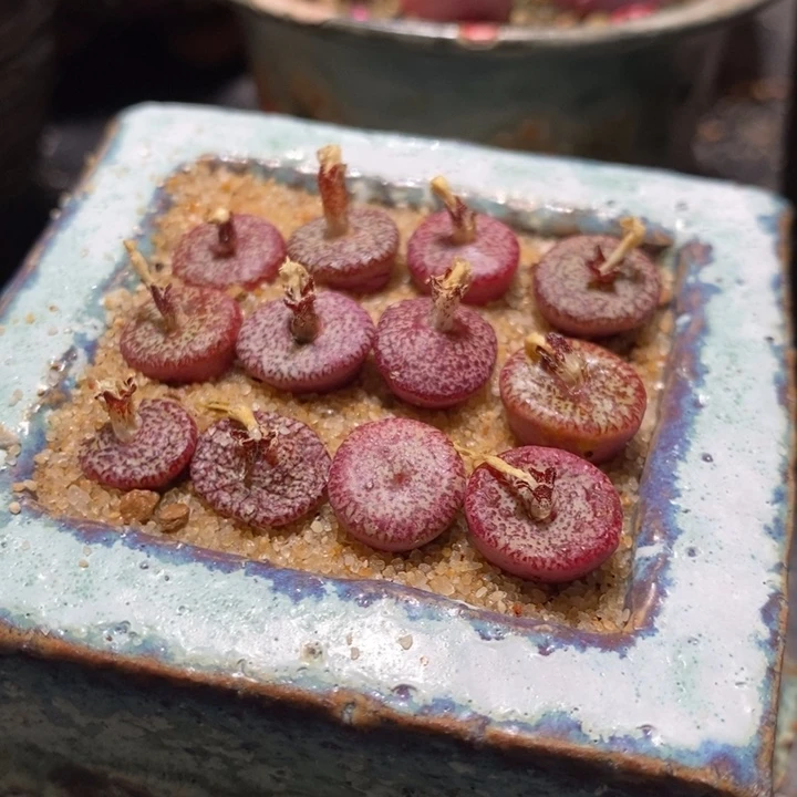 无*18234一组一组一组