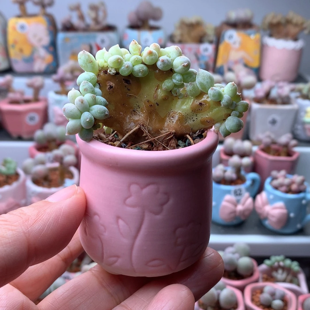 萤火虫奶酪带盆发货