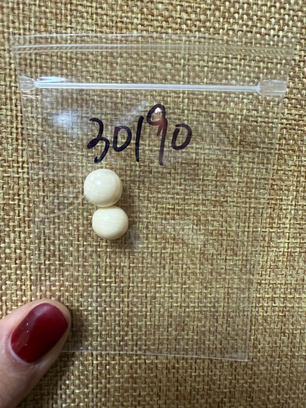 30190亚齐猛犸圆珠对珠配饰